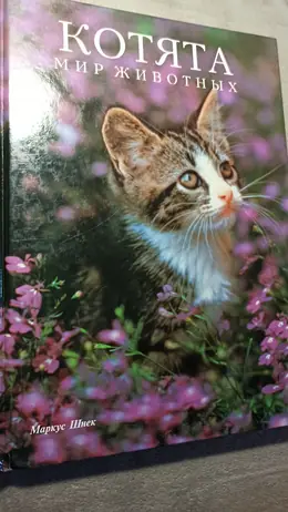 Обложка: Котята