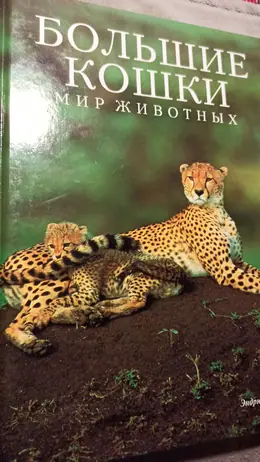 Обложка: Большие кошки